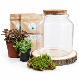 Kit DIY Beckia M (2 plantes)