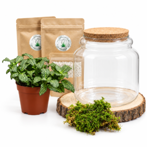 Kit DIY Beckia S (1 plante)