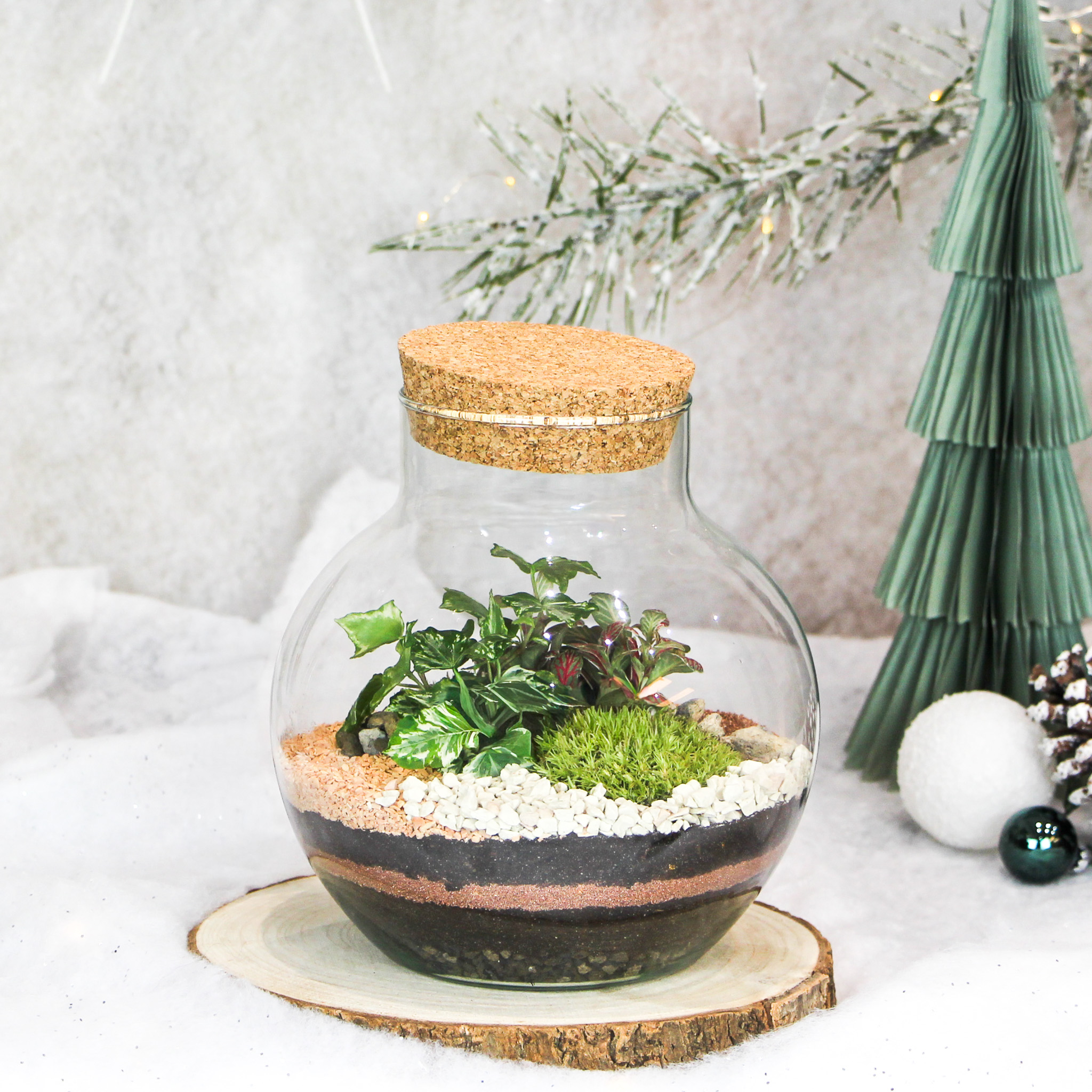 Kit DIY Green Bubble S (2 plantes) - Image 2