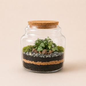 Beckia S (1 plante)