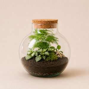 Green Bubble S Jurassic (2 plantes)