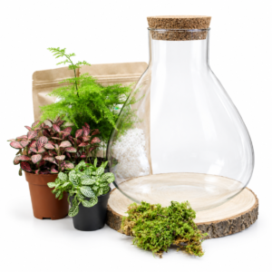 Kit DIY Fittonia M (3 plantes)