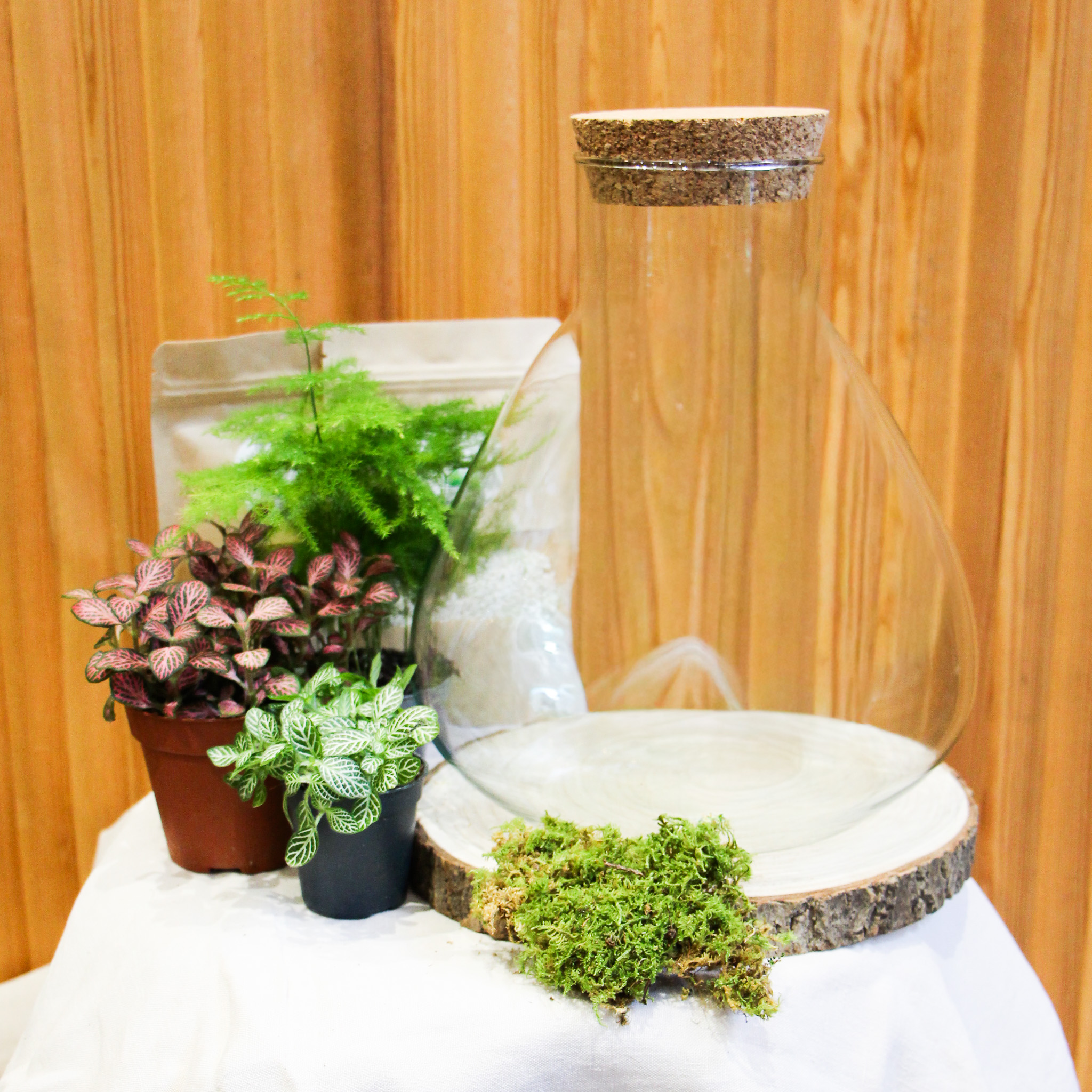 Kit DIY Fittonia M (3 plantes)