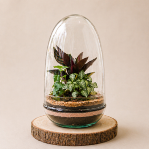 TinyEgg L (3 plantes)
