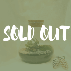 Fittonia S (1 plante)