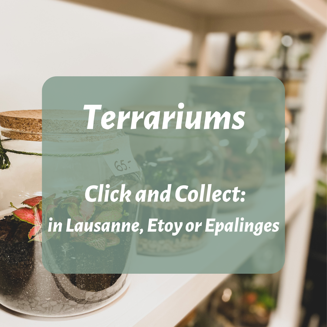 Terrarium plants gift idea tinygarden.ch