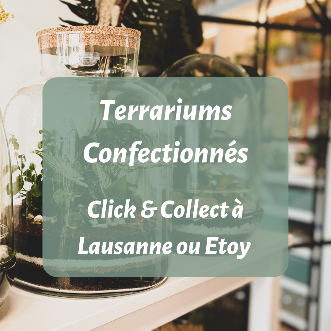 terrariums tinygarden.ch plantes arrangements décoration 