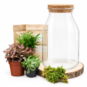 Kit DIY Pilea (3 plantes)