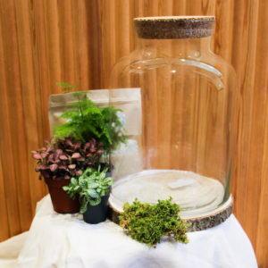 Kit DIY Bottle L (3 plantes)