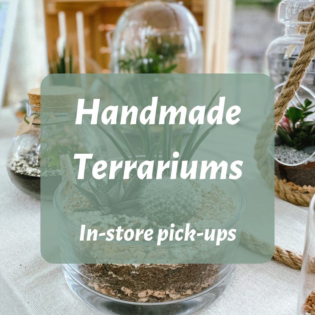Terrarium plants gift idea tinygarden.ch