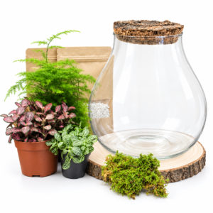 Kit DIY Monstera M (3 plantes)