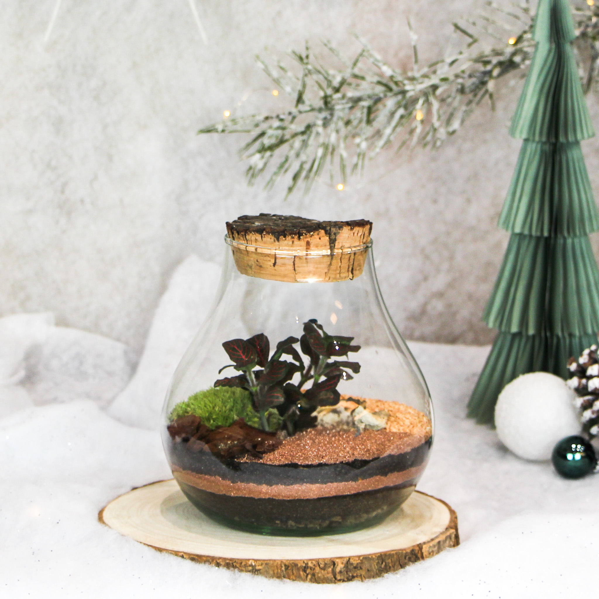 Kit DIY Monstera S (1 plante) - Image 2