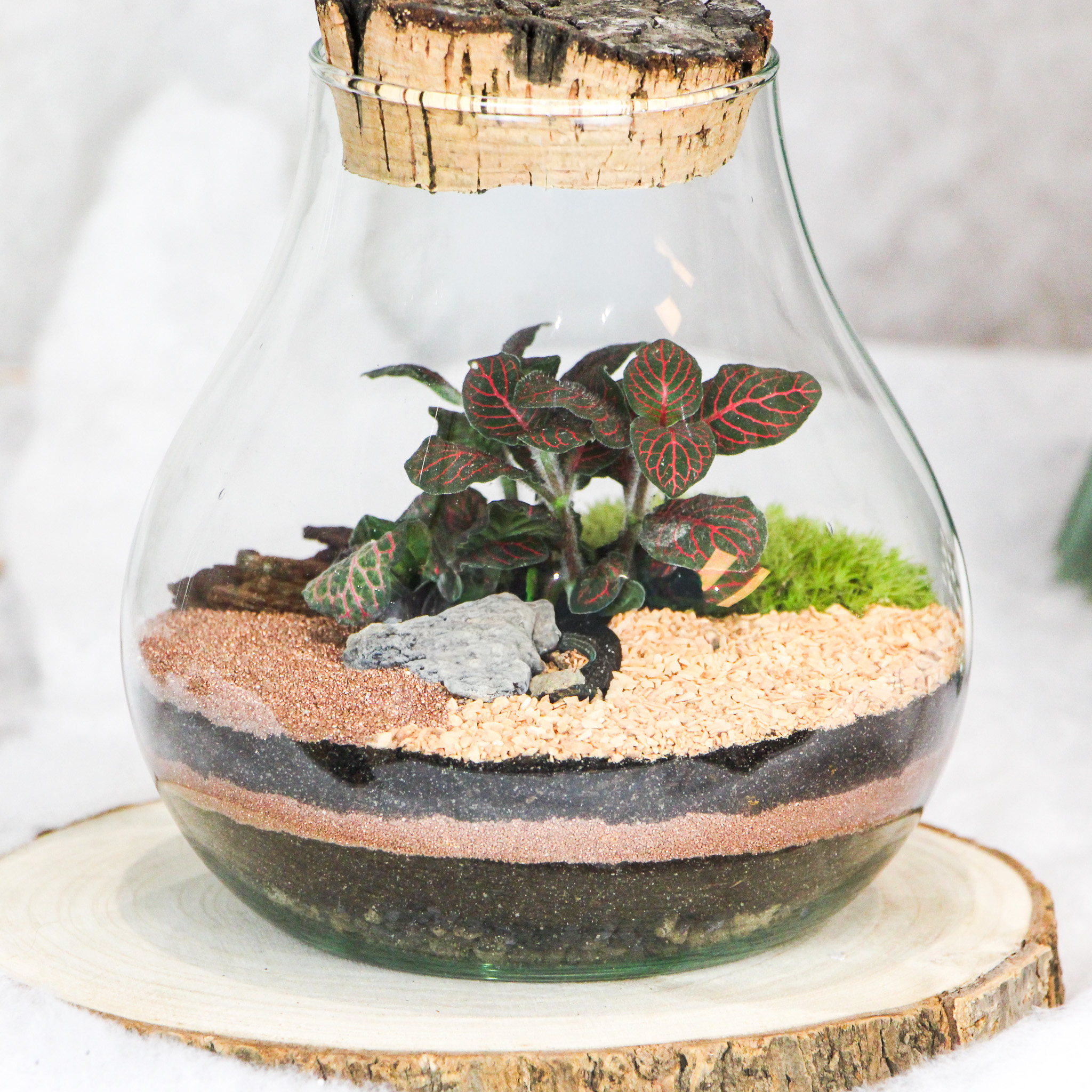 Monstera S (1 plante) – Image 2