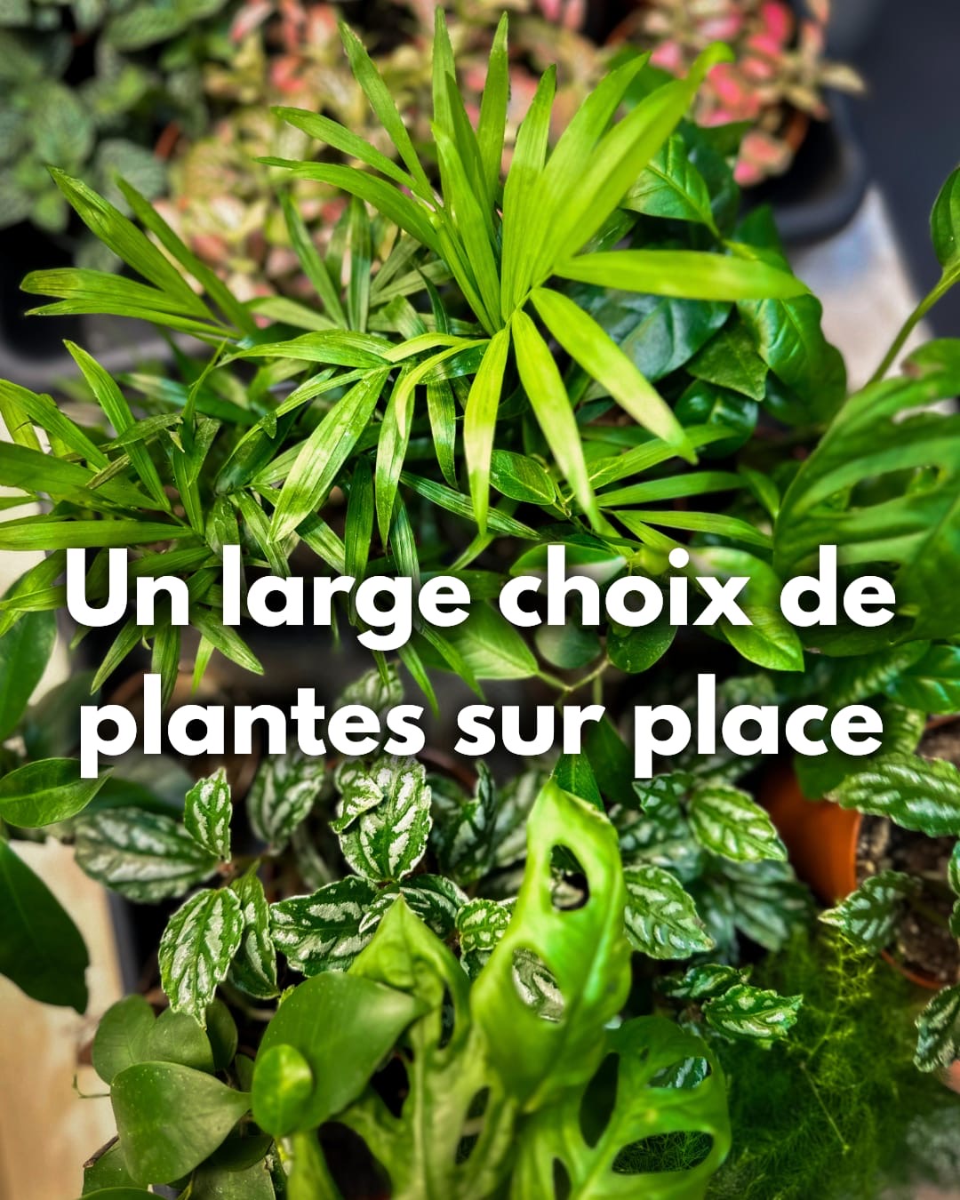 Atelier Format M (Terrarium fermé) – Image 5