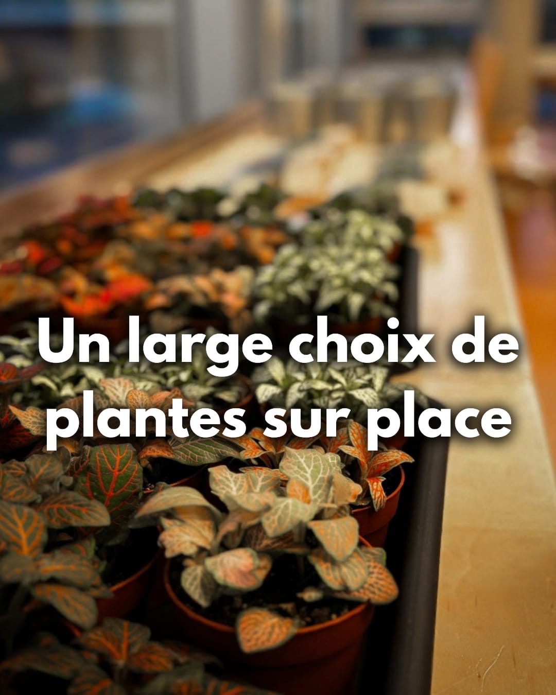 Atelier Format XS ( Terrarium fermé) – Image 3