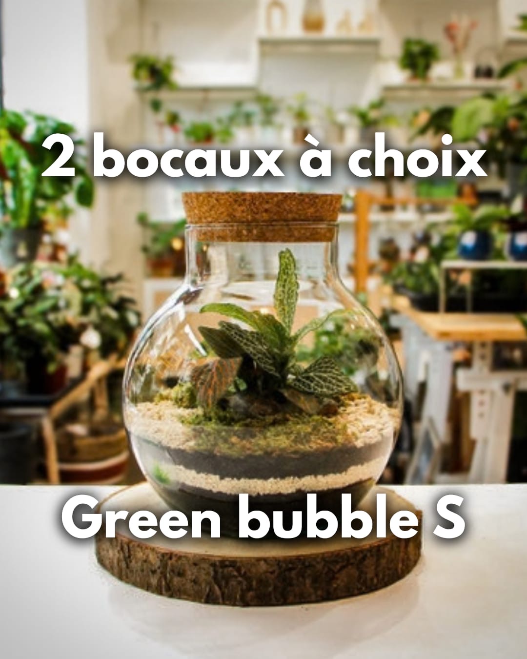 Atelier Format S ( Terrarium fermé) – Image 3