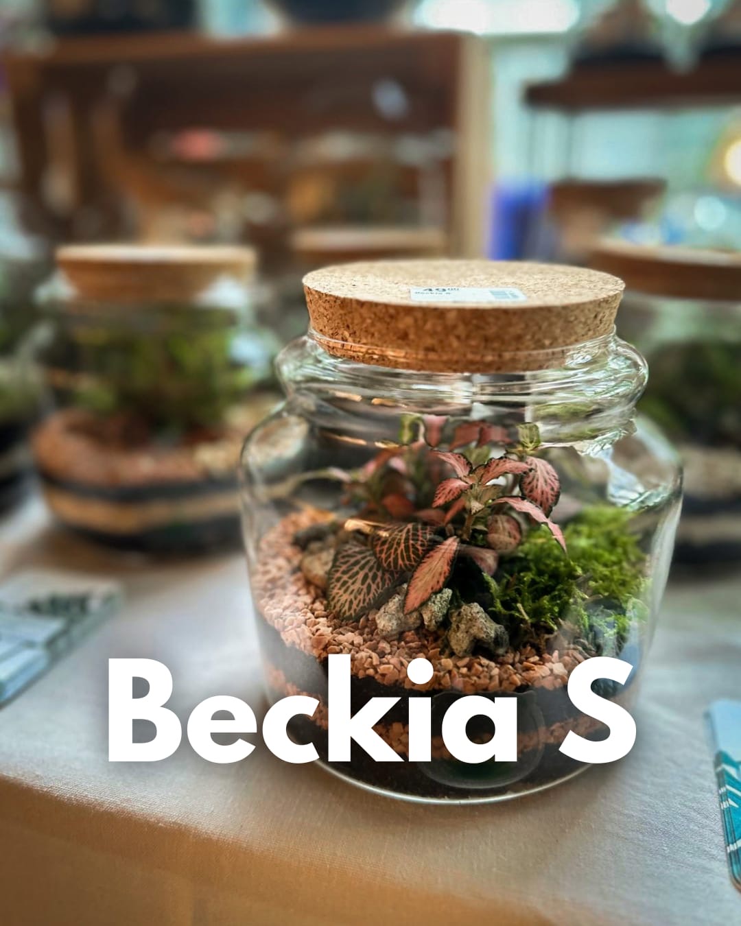 Atelier Format XS ( Terrarium fermé) – Image 2
