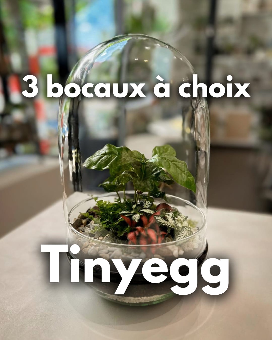 Atelier Format M (Terrarium fermé) – Image 3