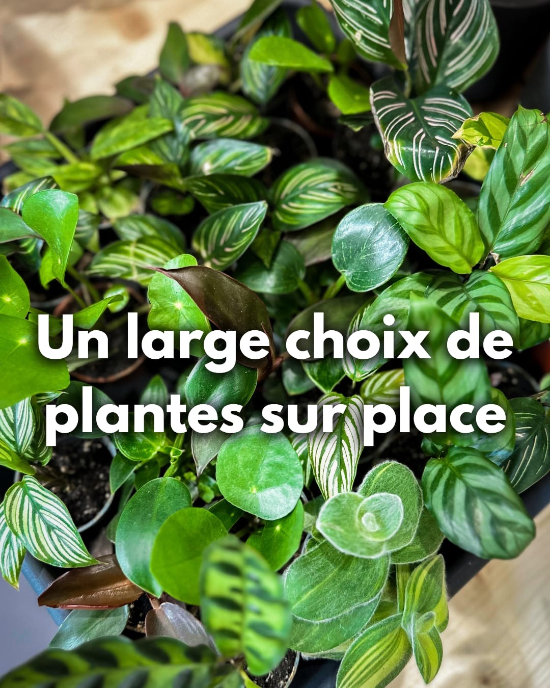 Ateliers Format L ( Terrarium fermé) – Image 3
