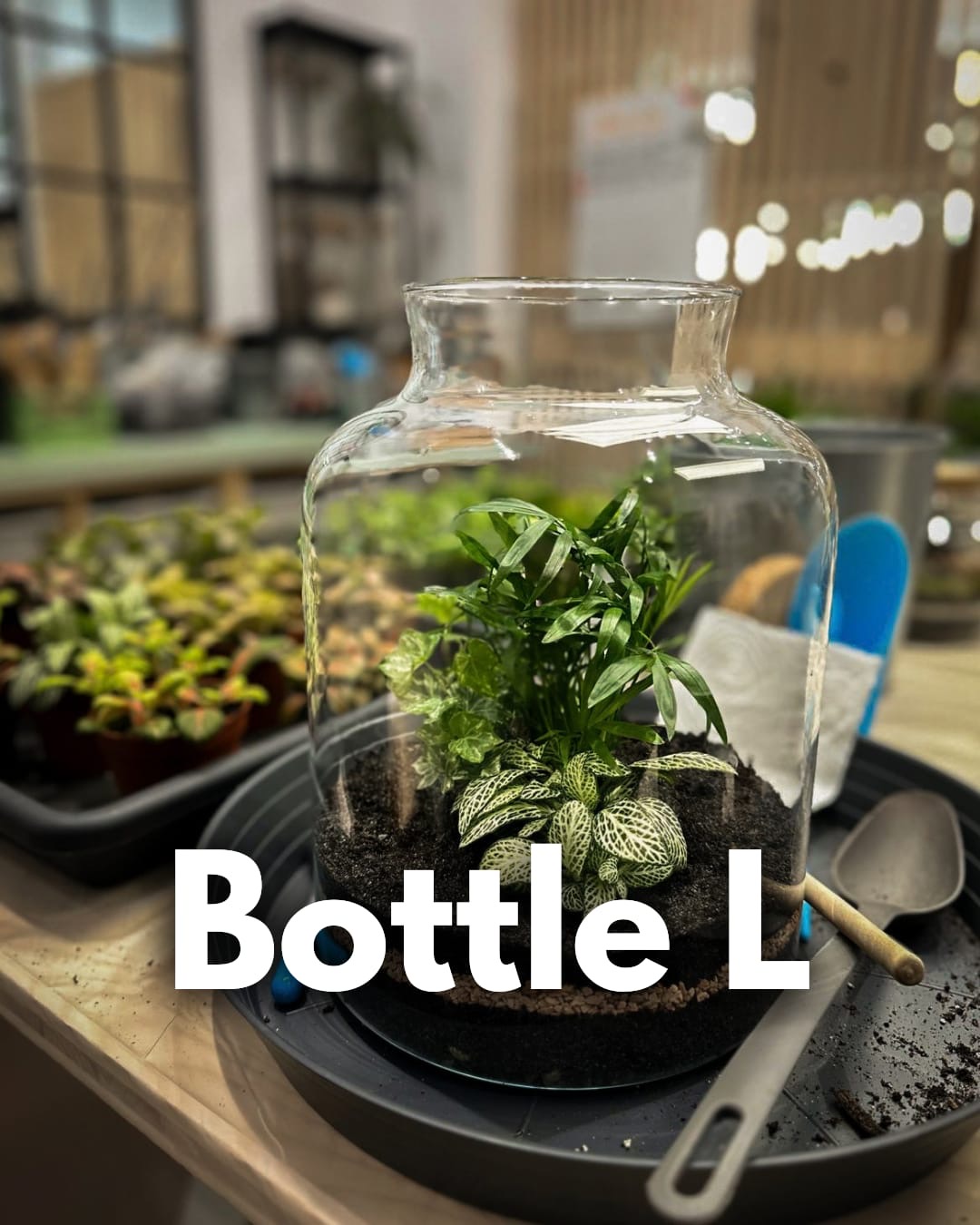 Ateliers Format L ( Terrarium fermé) – Image 2