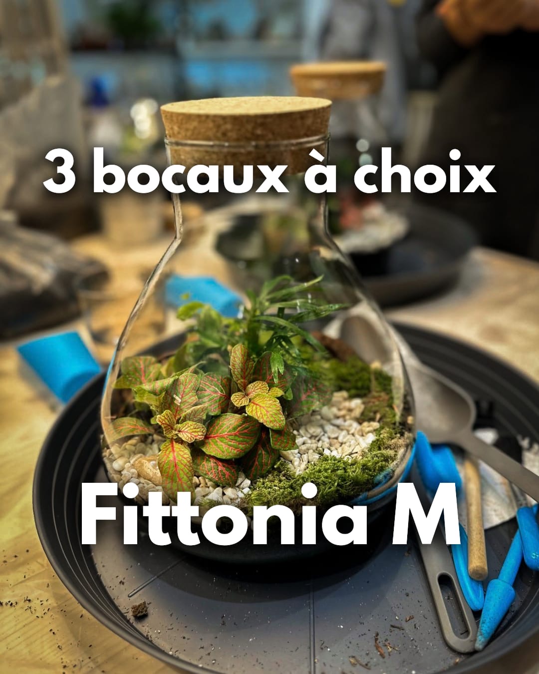 Atelier Format M (Terrarium fermé) – Image 2
