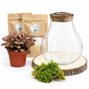 Kit DIY Monstera S (1 plante)