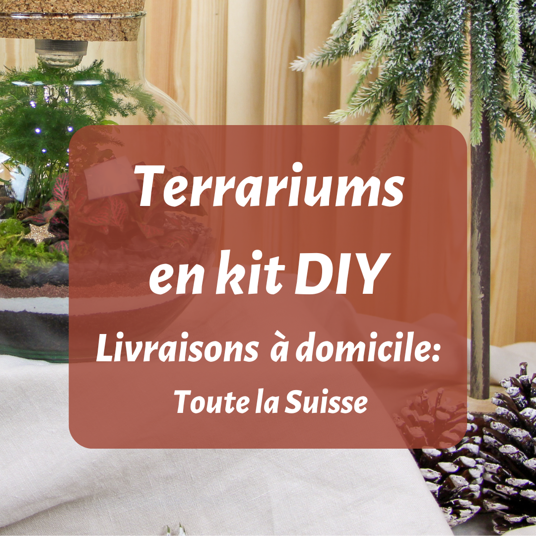 idée cadeau pour les fêtes de fin d'année Noël plantes vertes terrariums atelier kit diy livraisons retraits