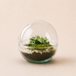 Bubble S (1 plante)