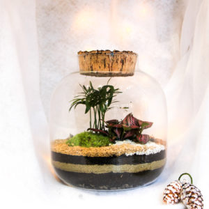 Diclaema (2 plantes)