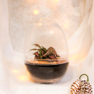 TinyEgg M - Exclusif! (1 plante)