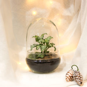 TinyEgg M (1 plante)