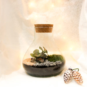 Fittonia S (1 plante)