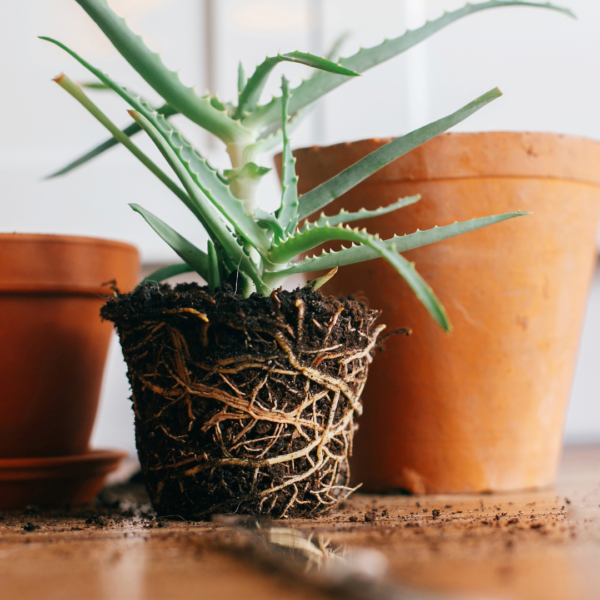 atelier rempotage plantes lausanne DIY Tinygarden