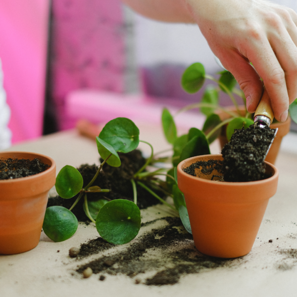 atelier rempotage plantes lausanne DIY Tinygarden