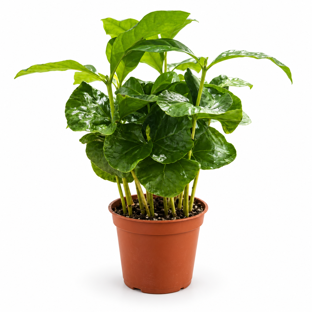 Coffea Arabica: pot de 7 cm