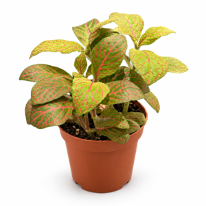 Fittonia Skeleton: pot de 8,5 cm