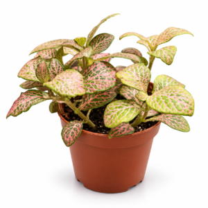 Fittonia Pink: pot de 8,5 cm