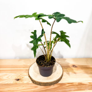 Alocasia Jacklyn: Pot de 14 cm