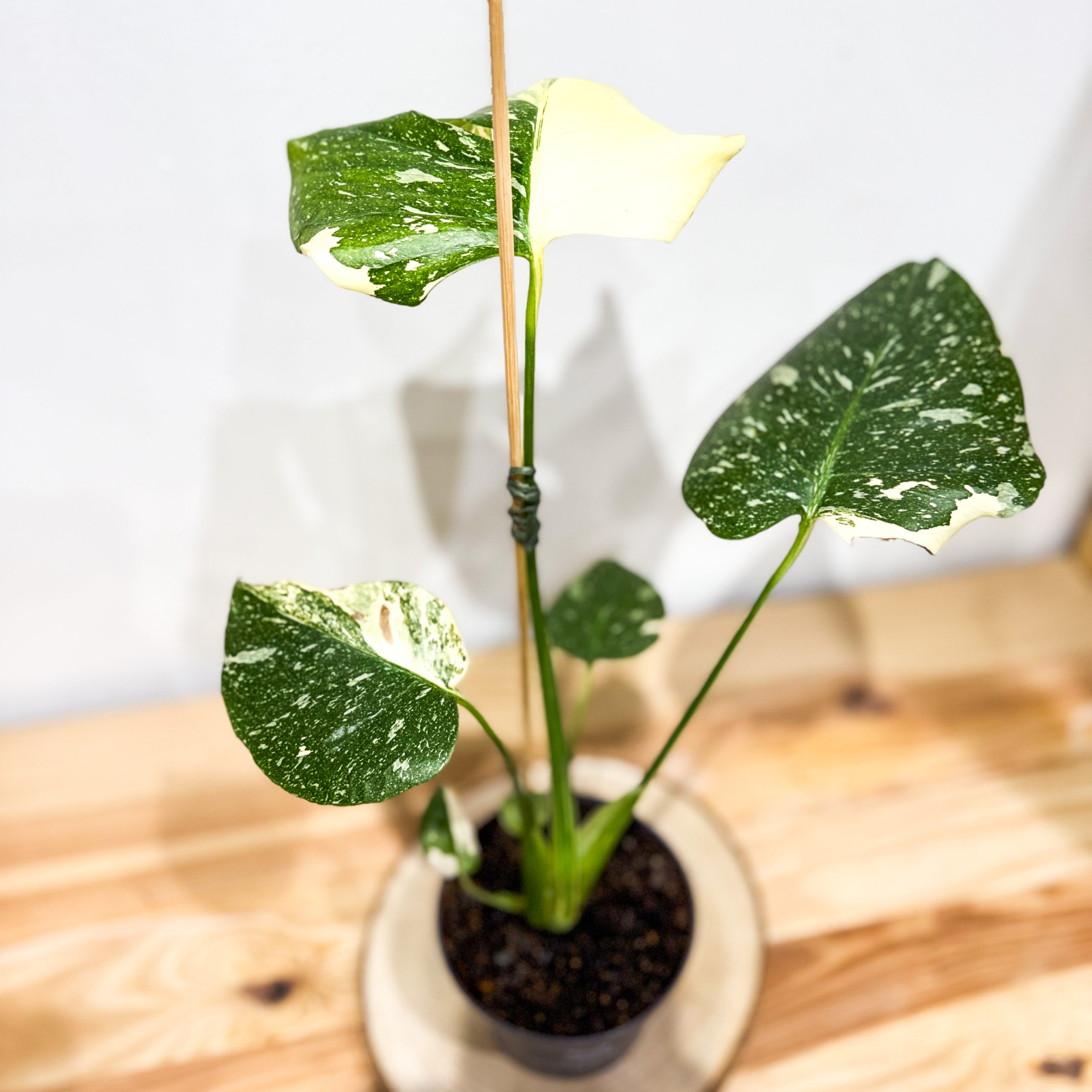 Monstera Thai Constellation: Pot de 12 cm