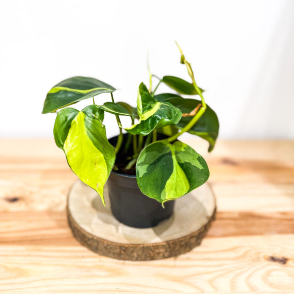 Philodendron Scandens Basil: pot de 12 cm