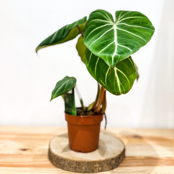 Philodendron Gloriosum: pot de 12 cm