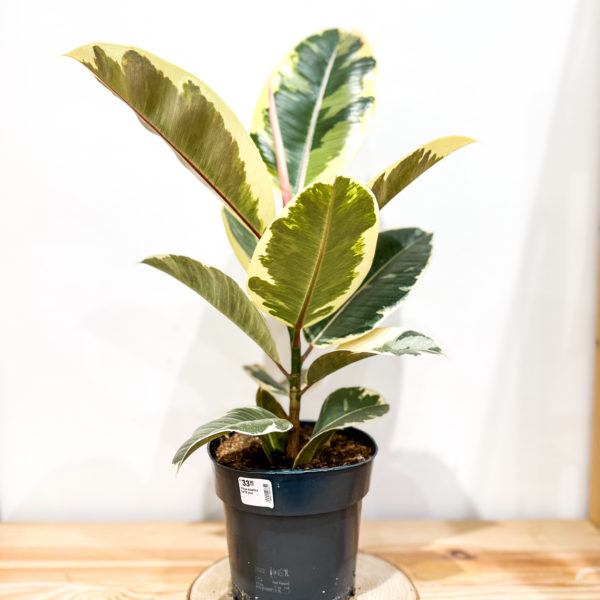 Ficus Elastica Tineke: pot de 17 cm
