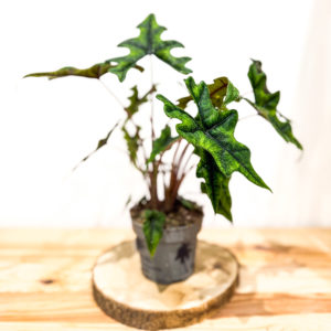 Alocasia Jacklyn: Pot 12 cm