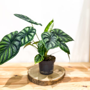 Alocasia Sinuata: Pot 12 cm
