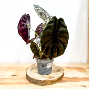 Alocasia Cuprea Red Secret: Pot 12 cm