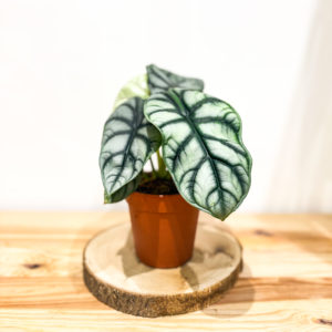 Alocasia Silver Dragon: Pot 12 cm