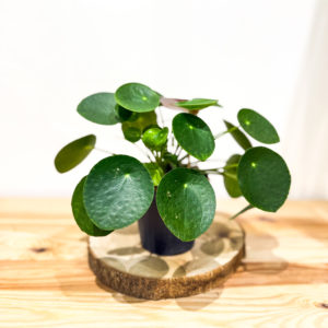 Pilea: Pot 12 cm
