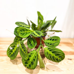 Maranta Lemon Lime: Pot 12 cm