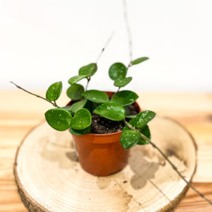 Hoya Mathilde Splash: pot de 10,5 cm