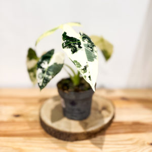 Alocasia Frydek Variegata: pot de 12 cm